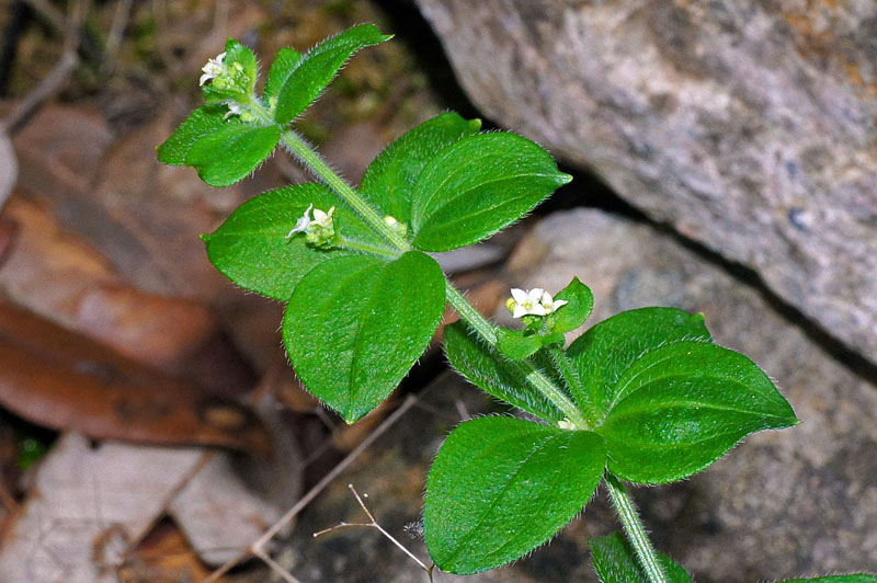 Galium scabrum / Caglio ellittico